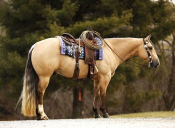 Perfection a 5 Yr | 14.1 Hand | AQHA | Buckskin | Gelding | Nu Chex to Cash, Perfection, Horses For Sale, London