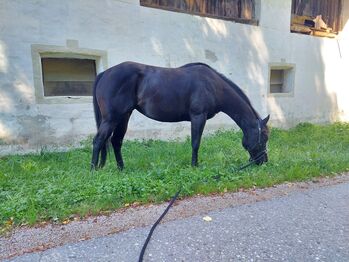 Perle in schwarz ⚫️  - 4Jährige American Quarter Horse Stute, Nina Neuschitzer , Konie na sprzedaż, St. Veit an der Glan