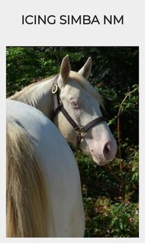 Perlino dun farbener Quarter Horse Hengst, Kerstin Rehbehn (Pferdemarketing Ost), Horses For Sale, Nienburg