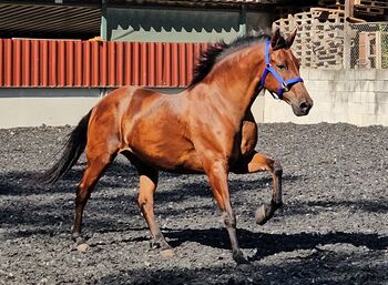 Pesetal Andalusier Wallach 9 Jährling, Manuela KUBNY , Pferd kaufen, Küßnach 