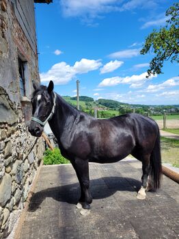 Pferd 14 Jahre, Manuela, Pferd kaufen, Leonstein