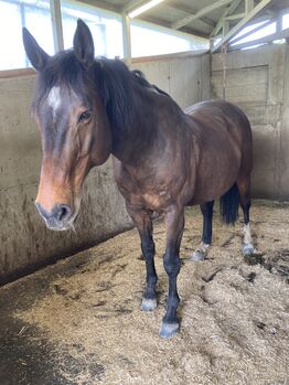 Pferd kostenfrei abzugeben