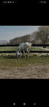 Pferd sucht RB PB gesucht auch Anfänger und u18