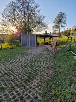 Pferd zur Verfügung GESUCHT - als Freund für unseren Senior Wallach
