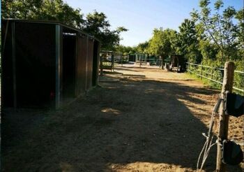 Pferde Offenstallplatz mit Weideland in Eltville / nur Wallache, Anaêl Esmailnejadi Arjomand , Stallplätze, Eltville am Rhein