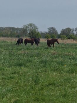 Pferde-/Ponybox, Nicole , Stallplätze, Wilhelmshaven