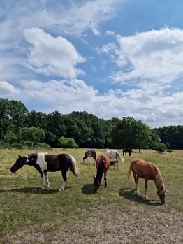 Pferdebox ponybox, Saskia Wedegärtner, Stallplätze, Wedemark 
