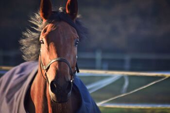Pferdedecken waschen, imprägnieren und reparieren, Kerstin, Pferdedecken, Versmold