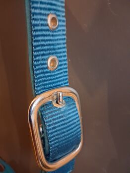 Pferdehalfter Felix Brühler