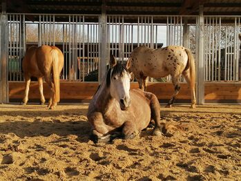 Pferdehaltung Top - Pferdefutter, Heuraufe, Pferderaufe & Futterraufe | Offenstall mit Fressgitter, AUSSENBOXEN Heuraufe | Pferderaufe | Futterraufe | Offenstall mit Fressgitter, AUSSENBOXEN (AUSSENBOXEN), Horse Feed & Supplements, Wałcz