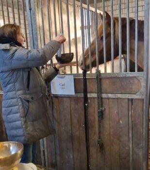 Pferdeklangtherapie, GWSA für Mensch &Pferd, EquiSysHealing® , Anca Dirkmann , Therapie & Behandlung, Rheine 