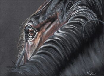 Pferdemalerei, Tiermalerei, Tierportraits nach Foto, Gabriele Lukas, Sonstiges, Hamburg