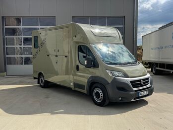 Pferdetransporter Theault Hengstausstattung Automatik 177PS, Fiat Theault Fiat Ducato Hengst, Gerhard Strobel (Dickenherr Trucks und Trailers), Pferdeanhänger, Baden-Württemberg - Unterschneidheim