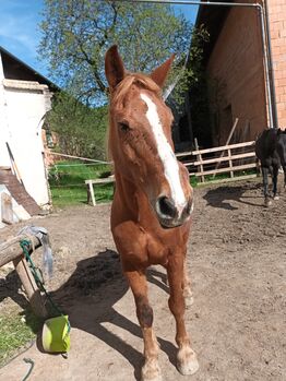 Pflege bzw. Reitbeteiligung