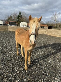 Pflegebeteiligung Haflinger Jungpferd zu vergeben Erlangen