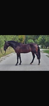 Pflegebeteiligung für Jungpferd (nur Montag) gesucht, Lara Kovacsevics, Reitbeteiligungen, Hörsching