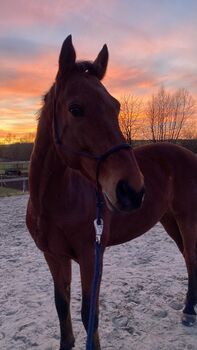 Pflegebeteiligung (Pferd sucht Mensch), Sarah K., Reitbeteiligungen, Kassel