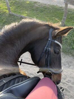 Biete Pflegebeteiligung/ Reitbeteiligung (Pferd sucht)