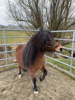 Reitbeteiligung PFLEGEPONY zu vergeben