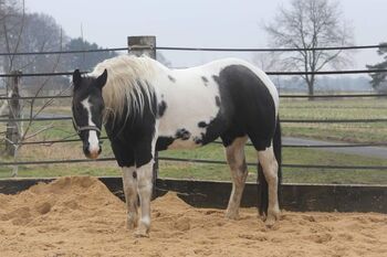 PH Stute homozygot tobiano und black, Brodowski Cornelia , Pferd kaufen, Halvesbostel