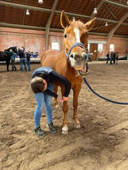 Physiotherapie für Pferde, Pferdephysiotherapie, Jannis (JJ-Pferdewaage.de), Therapy & Treatment, Nörvenich