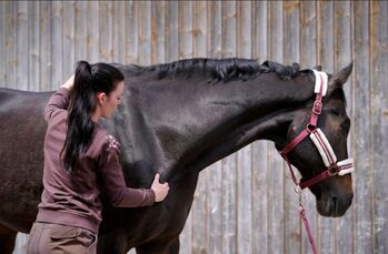 Physiotherapie für Pferde