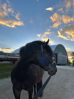 Pico Bello, Leonie, Horses For Sale, Linz 