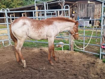 bildhübsches red roan Pleasure/Hunter/Allround Prospekt, Kerstin Rehbehn (Pferdemarketing Ost), Horses For Sale, Nienburg