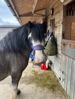 Piebald gelding, Mrs Michelle Back, Pferd kaufen, AYLESBURY