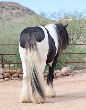 Piebald Gypsy Vanner Gelding