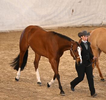 Wunderhübsche 7 jährige Paint Horse Stute sucht 5-Sterne Zuhause, Kerstin Rehbehn (Pferdemarketing Ost), Konie na sprzedaż, Nienburg