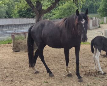 Wunderschöne Rappstute, Andalusier , Freizeitpferd