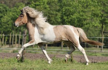 Bildhübsche Isländerstute, Daniela , Konie na sprzedaż, Vreden 
