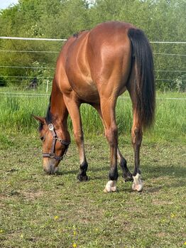 Bildschöne AQHA/APHA Stute mit erstklassiger Reining-Abstammung