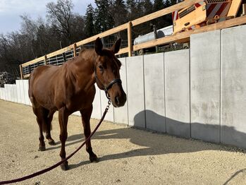 Bildschöne Beisteller/ Zuchtstute