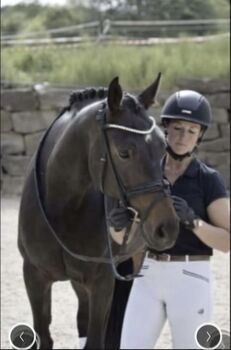 Wunderschöne Stute für Sport - Freizeit-Zucht