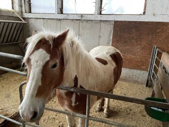 Schöne Haflinger Tinkerstute, Stefan Haas, Konie na sprzedaż, Mitterberg