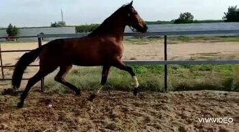 Wunderschöne PRE Stute, Traumpferd PRE , Konie na sprzedaż, Friesenhagen 