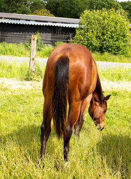 Bildschöne Quarter Horse Stute mit Spitzenabstammung und Traumcharakter