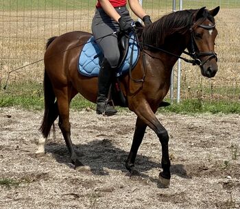 Wunderschöne Reitponystute sucht ein neues Zuhause, Amelie Hanne , Konie na sprzedaż, Deuerling 