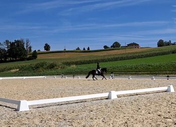 Bildhübsche Ponystute, Michelle , Konie na sprzedaż, Aurolzmünster 