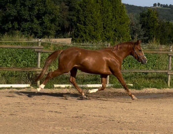 Wunderschöne Pony Stute Tragend Dressur Springen Vitalis, Kat, Konie na sprzedaż, Münstermaifeld