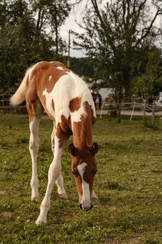 Wunderschönes Paint Horse Mix Stutfohlen