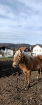 Wunderschöne gelehrige Haflingerstute, Melanie, Konie na sprzedaż, Klagenfurt