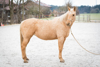 Wunderschöne, vielseitige Quarter Horse Stute zu verkaufen *2014, MA, Konie na sprzedaż, Wolfratshausen