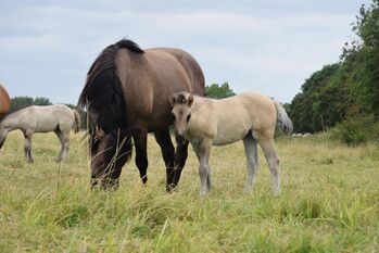 Wunderschöne 3 j. Highlandpony Stuten