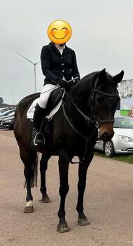 Wunderschöner, dunkelbrauner Wallach sucht ein neues Zuhause
