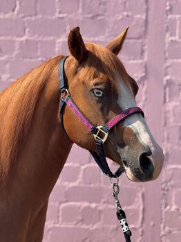 Bildhübscher, leistungsbereiter Quarter Horse Wallach mit Top-Pedigree - Ready to Show!