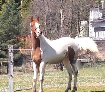 Wunderschöner Pinto Araber Fuchsschecke zu verkaufen, Johannes, Konie na sprzedaż, Nesselwängle