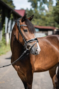 Bildschönes Kinderpony mit Ausnahmecharakter!, Summer Henkel, Konie na sprzedaż, Ingelheim am Rhein 